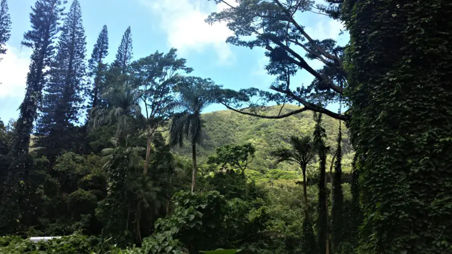 The lush jungles on the hiking trail leading to the Manoa Falls near Honolulu