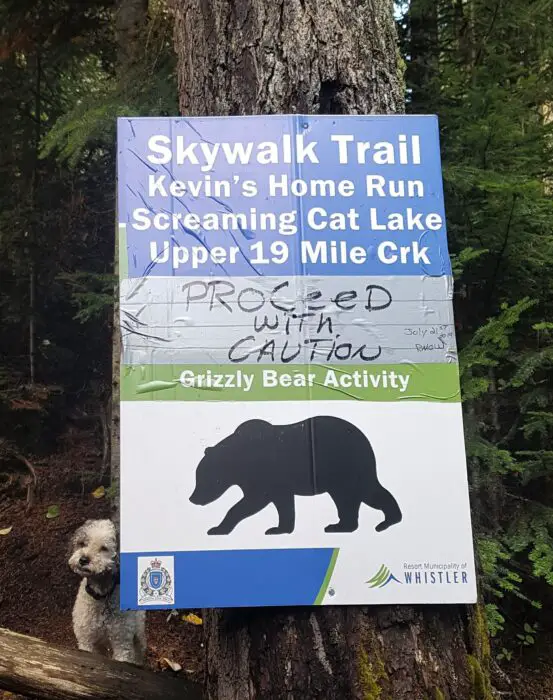 Sign on Grizzly Bear Activity at Iceberg Lake in Whistler