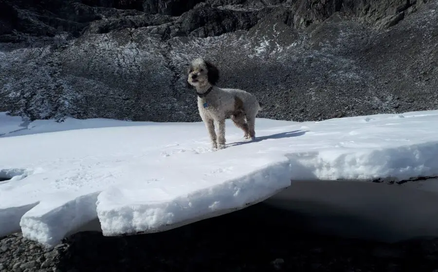 My dog on a glacier at Iceberg Lake