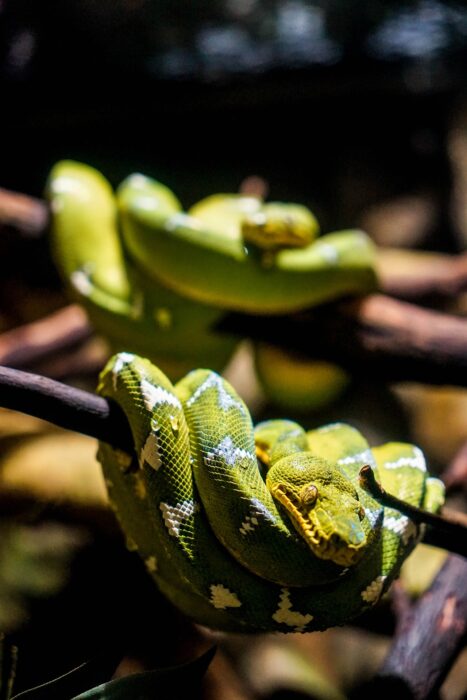 A green snake sleeping on a branch at the Vancouver Aquarium