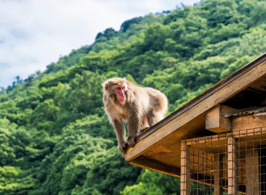 A Japanese macaque monkey on the roof at the Monkey Park Arashiyama