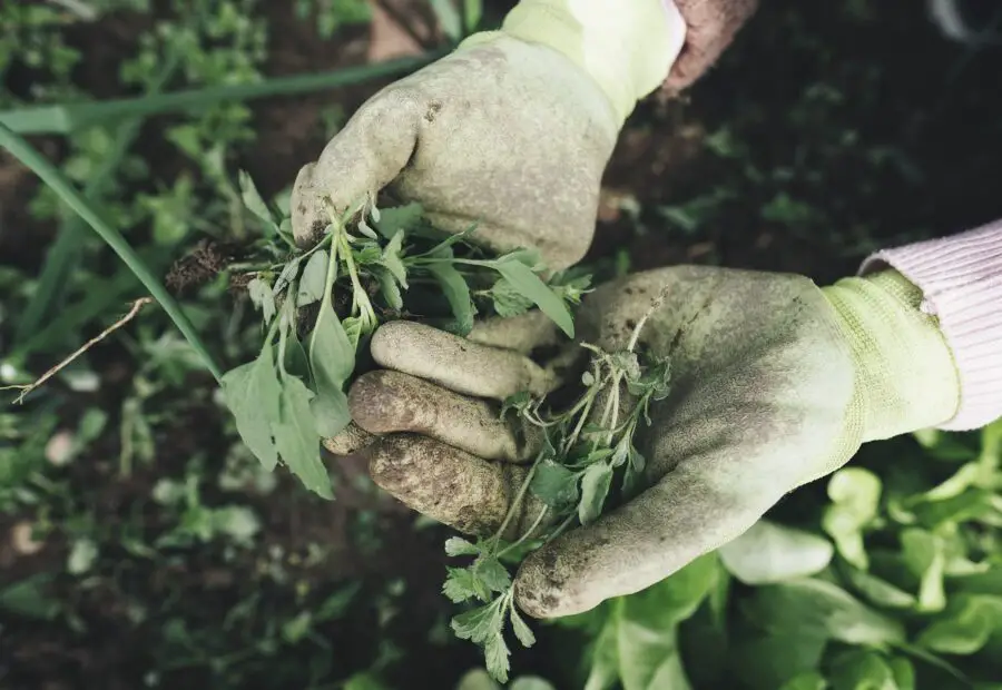 Two hands covered in gardening gloves holding weeds - something you may do volunteering abroad with WWOOF, perfect for shoestring travel