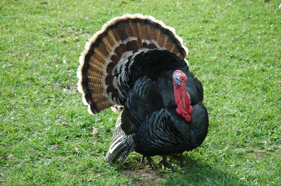 A turkey with a black body, large feathers, and a dropping pink face at Ruckle Provincial Park