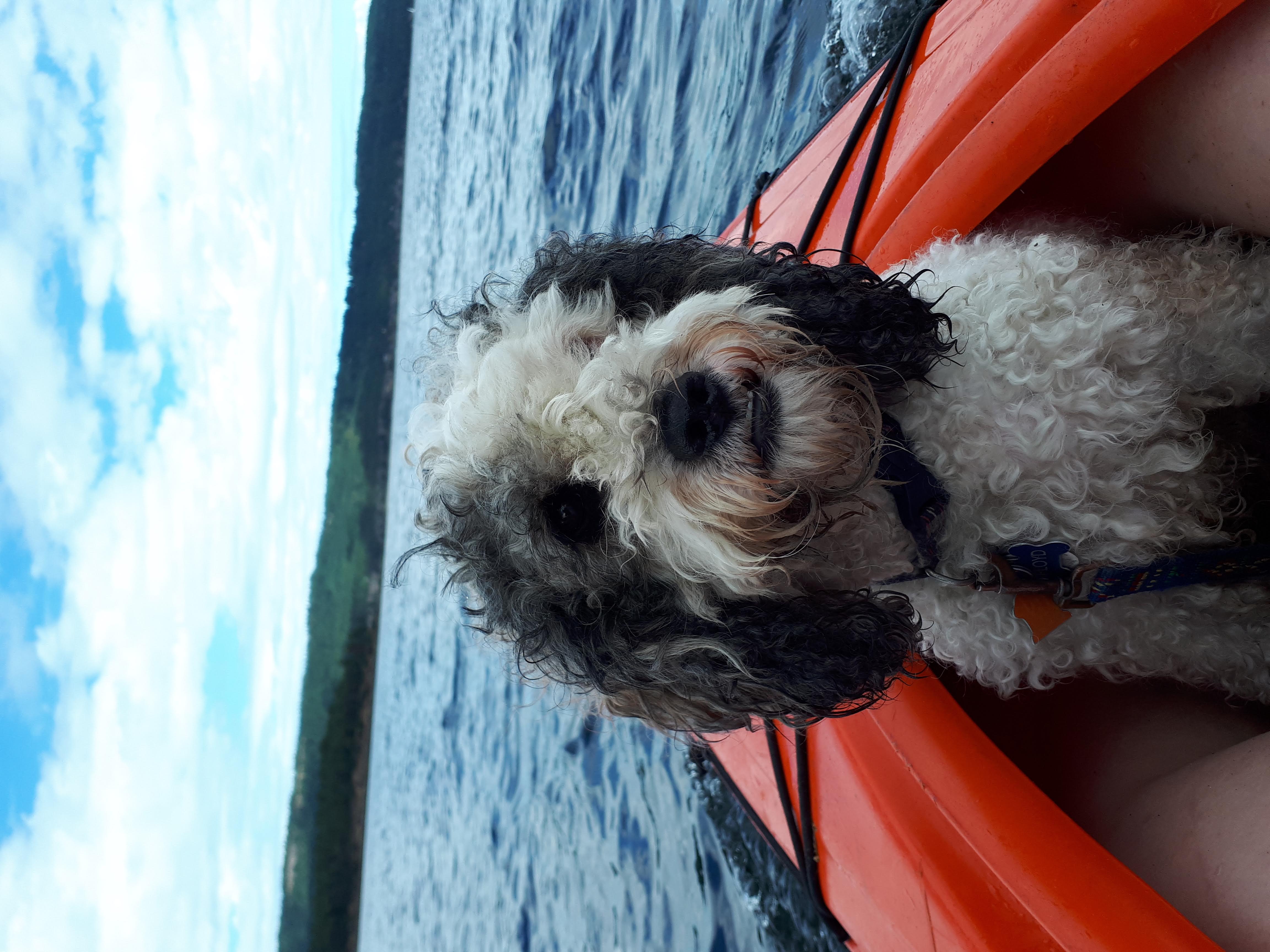 My dog on a Salt Spring Island kayaking trip, in an orange kayak near the Gulf Islands in British Columbia