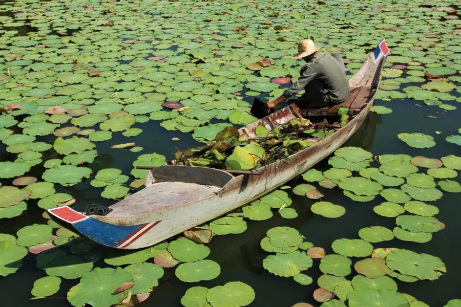 A man on a long canoe gathering lilipads near a floating village on Tonle Sap Lake, a sight on my Siem Reap itinerary