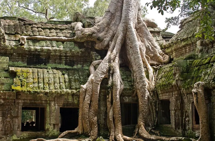 The large vines of a tree trunk consuming the stone temple walls of Ta Prohm