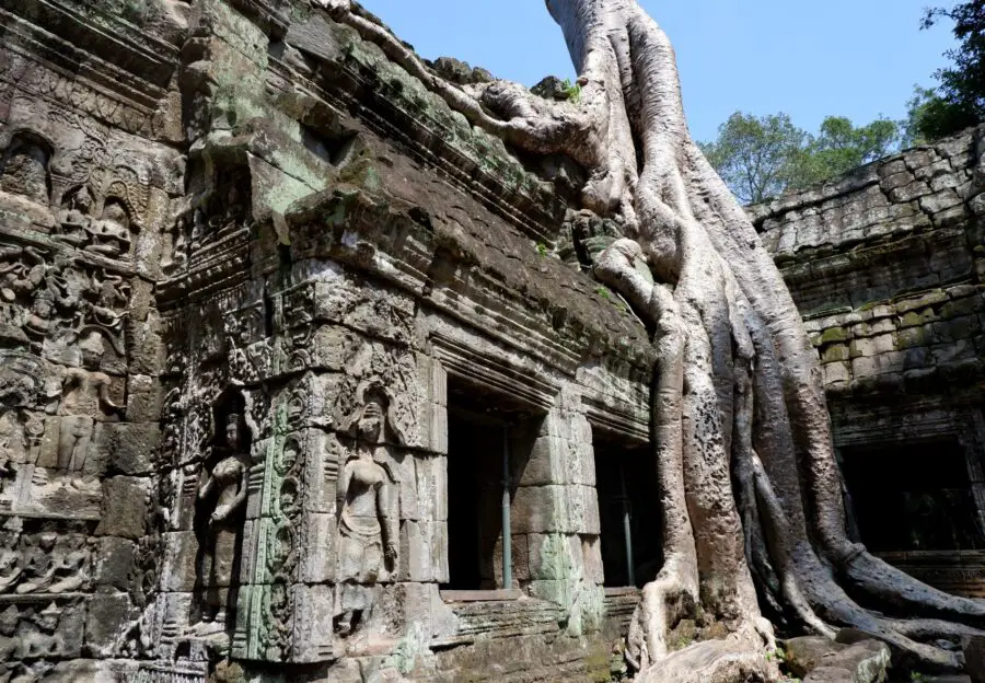 The thick vines of a tree taking over the Angkor ruins at Ta Prohm, one of the best things to do in Siem Reap