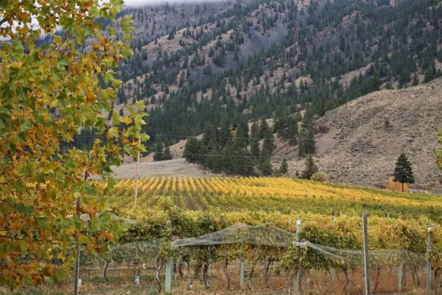 The barren, light brown hills dotted with cedar trees and rows of grape plants at one of the Osoyoos wineries